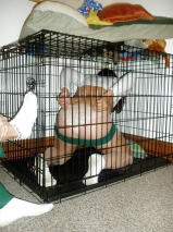 Caged Kennel Cunts pt. 2
