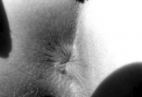 Belle petite chatte