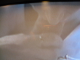 Fat cock 1