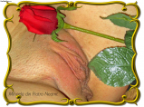 PUSSY COLLECTION