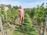Les vendanges sont finis
