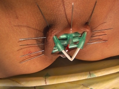extreme pussy piercing - N
