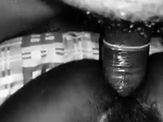 Massive Sri Lankan Cock